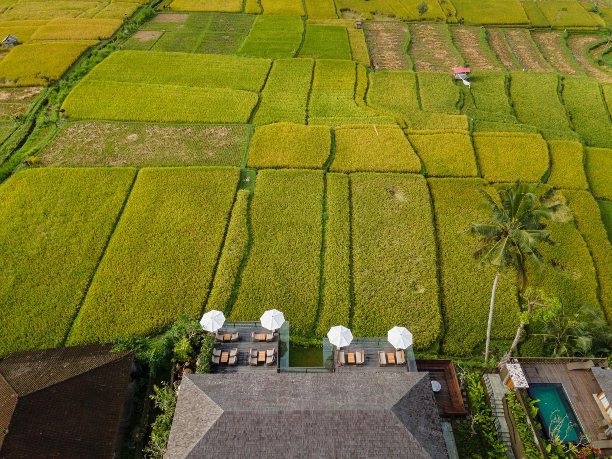 Kappa Senses Ubud Eksteriør billede